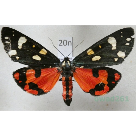 Callimorpha dominula (Linnaeus, 1758) Krasopani poziomkówka Poland20n